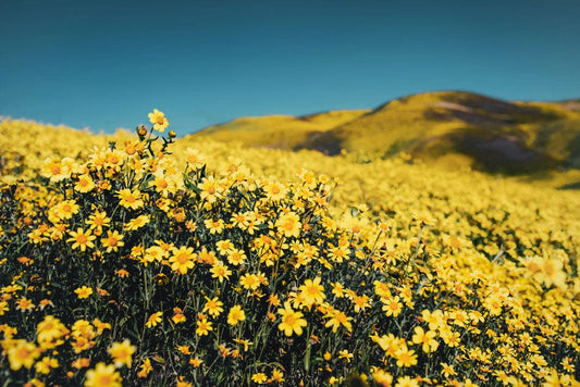 Hilltop Wild Flower Field Wall Murals
