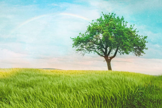 Lonely Tree & Rainbow Wall Murals