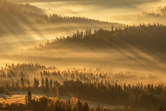 Misty Forest at Dawn Wall Murals