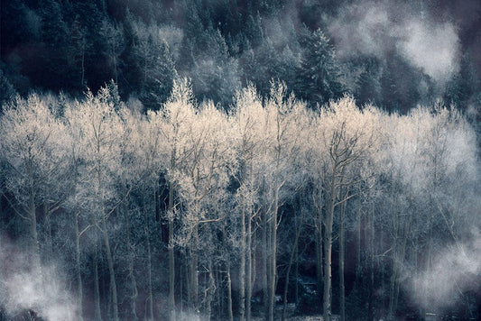 Misty Silver Forest Wall Murals