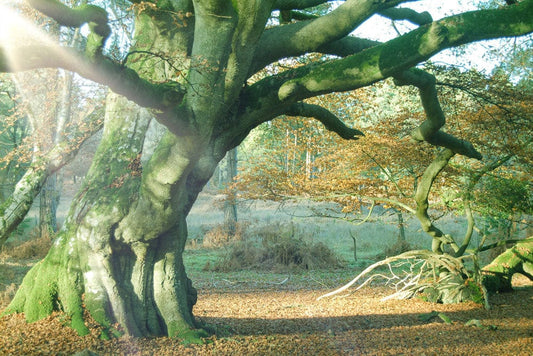 Nature Forest in Sunshine Wall Murals