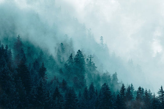 Ombre Green Misty Forest Wall Murals