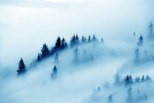 Pines in Heavy Fog Wall Murals