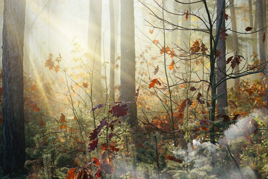 Plants Enjoy Autumn Sunshine Wall Murals