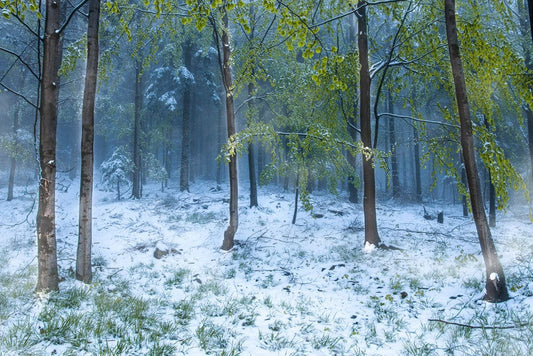 Snow-covered Green Forest Wall Murals