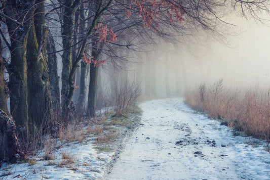 Snow-covered Trail Wall Murals