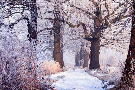 Snow-covered Woods Wall Murals