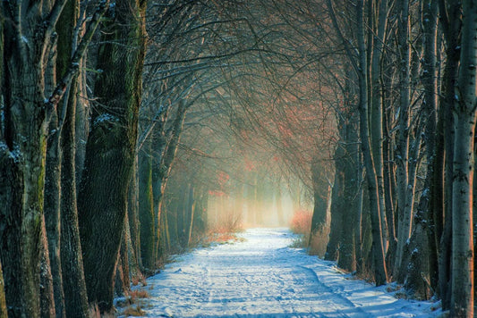 Snowy Path in Woods Wall Murals