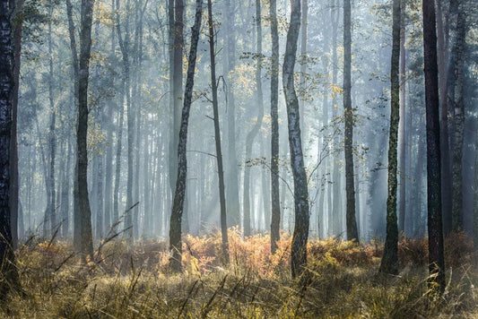 Sunshine Through Forest Wall Murals