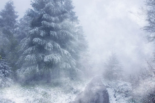 Thick Foggy Winter Wall Murals