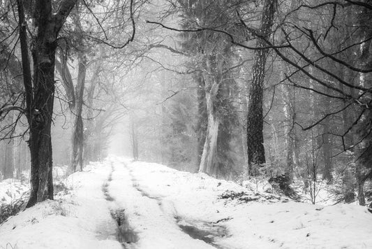 Thickly Snowy Path Wall Murals