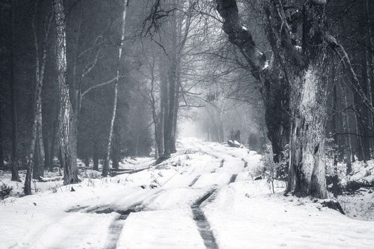 Track on Snowy Path Wall Murals