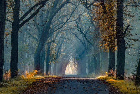 Tranquil Forest Path Wall Murals