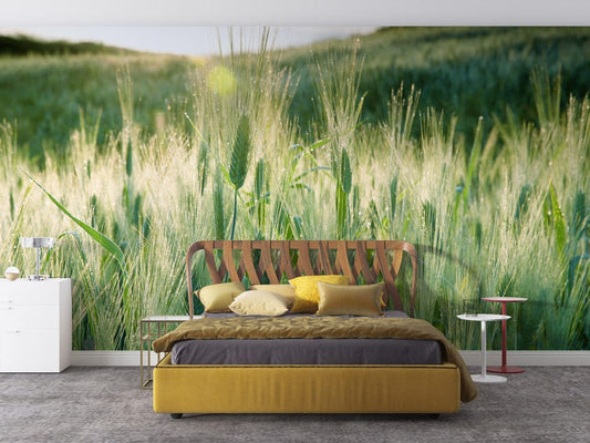 Wheat with Dew Wall Murals