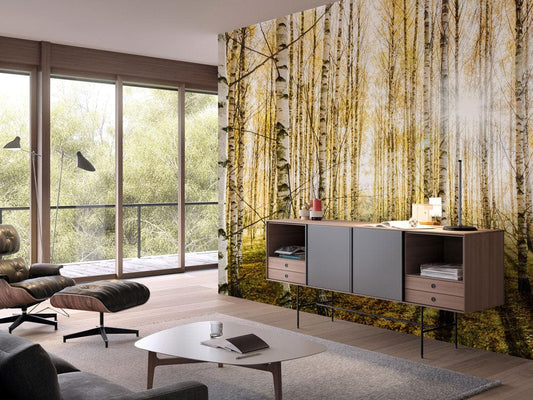 Sunshine through Birches Wall Murals