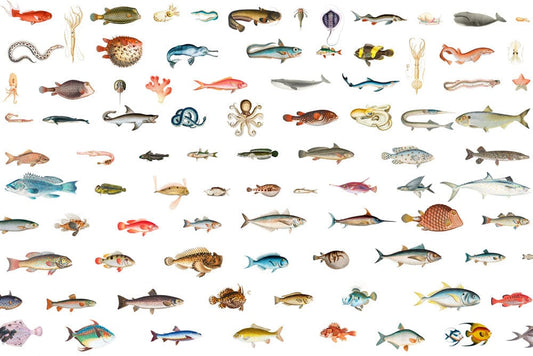 Marine Fishes Wall Murals