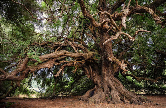 Centennial Tree Wall Murals