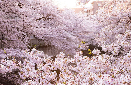 Sakura Season Wall Murals