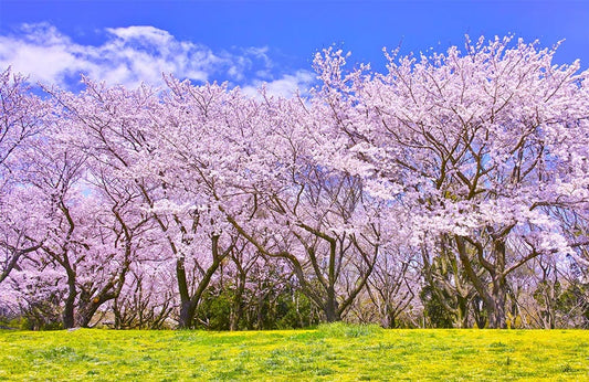 Sakura Sea Wall Murals