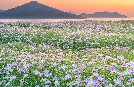 Daisy Bushes Wall Murals