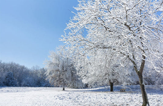 Silver Trees Wall Murals