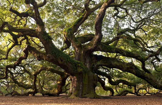 Meandering Huge Tree Wall Murals