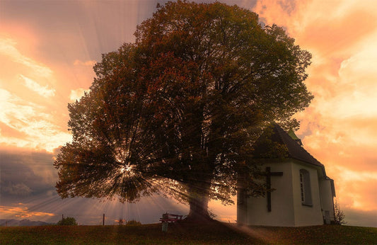 Light through Branches Wall Murals