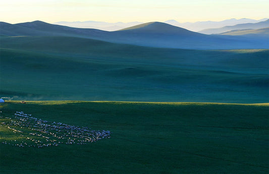 Prairie Flock Wall Murals