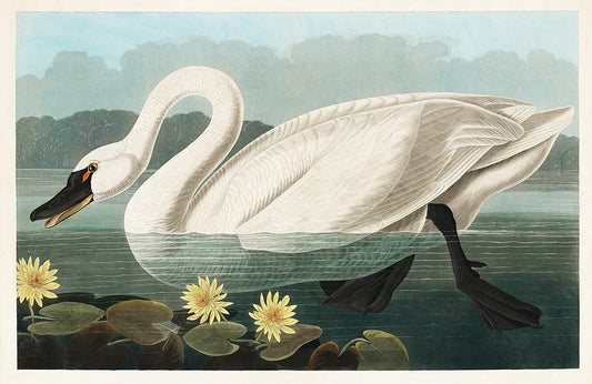 American Swan Wall Murals