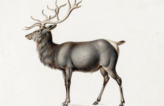 European Elk Wall Murals