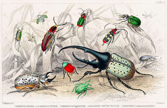 Hercule Beetle Wall Murals