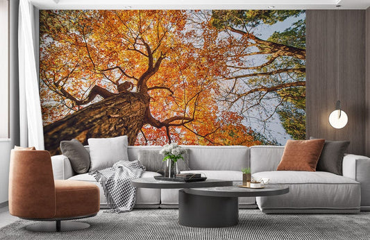 Autumn Maple Sky Wall Murals