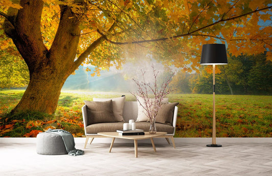 Autumn Sunshine Wall Murals