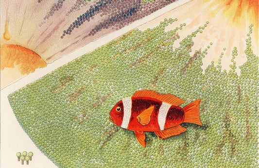 Barrier Reef Anemones Wall Murals