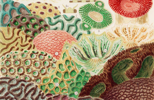 Barrier Reef Corals ll Wall Murals