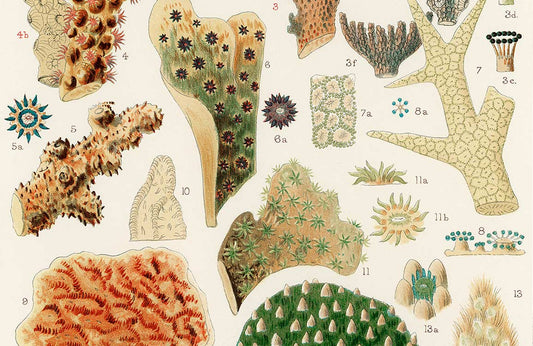 Barrier Reef Corals lll Wall Murals