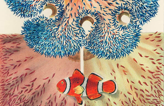 Barrier Reef Corals Wall Murals