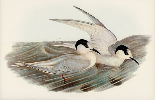 Black Billed Tern Wall Murals