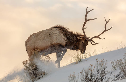 Bull Elk on Snow Wall Murals