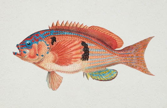 Caesioperca Rasor Perch Wall Murals