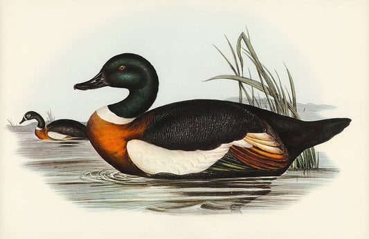 Chesnut Coloured Shieldrake Wall Murals