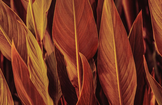 Cigar Flower Leaves Wall Murals