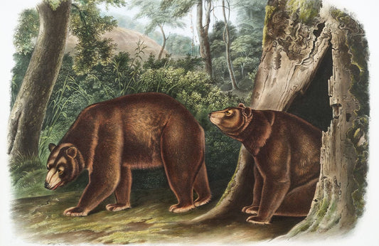 Cinnamon Bear Wall Murals