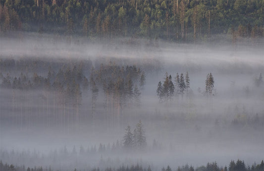 Cloud Fog Forest Wall Murals