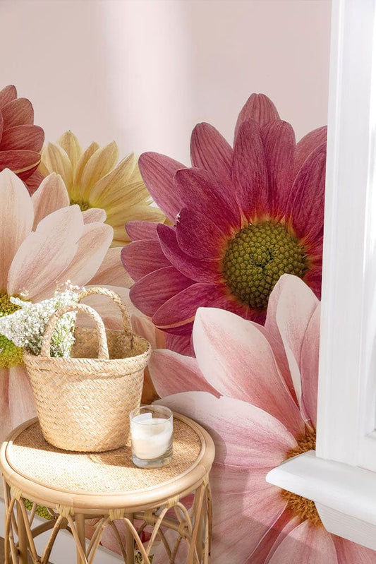 Colorful Chrysanthemum Wall Murals