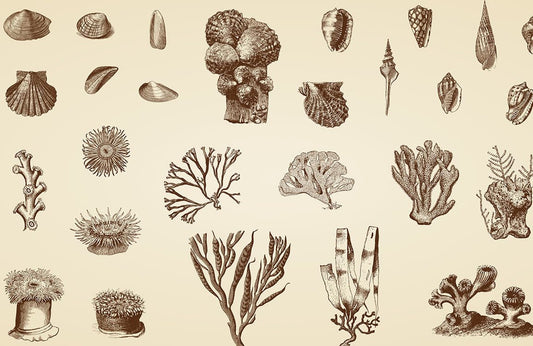 Seashell & Coral Wall Murals