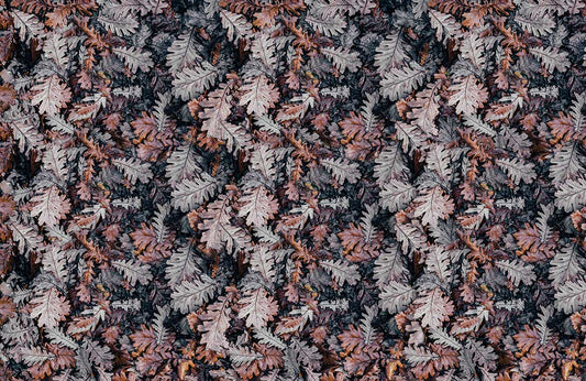 Dried Leaf Wall Murals