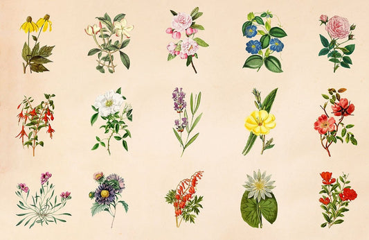 Flower Collection II Wall Murals