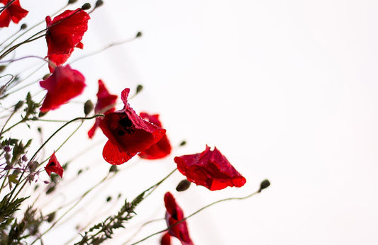 Flowers with Dew Wall Murals