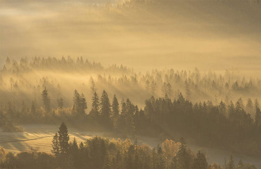 Fog Over Forest Wall Murals